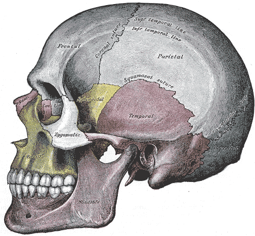 Gray_188_-_Side_view_of_the_skull.png