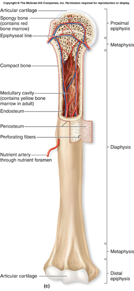 long bone terminology