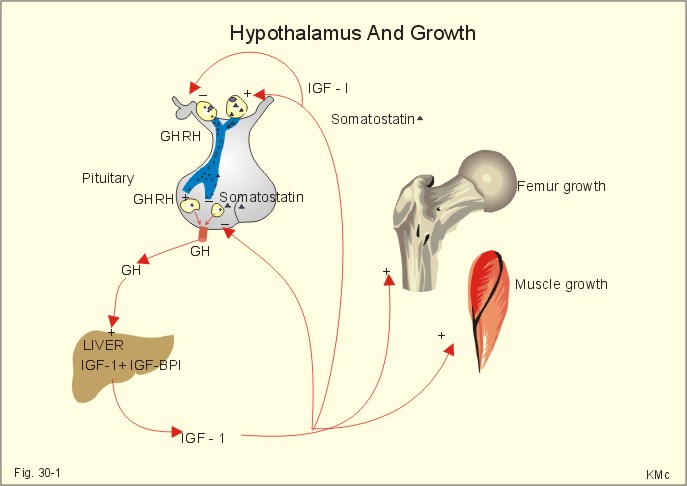 Grow Taller Supplements Kids