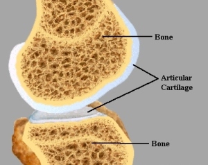 articular-cartilage-diagram