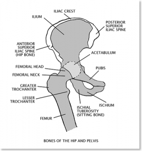 bones of hip and pelvis