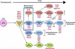 mesenchymal condensation genes