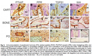 pthrp chart 2