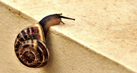 snails-pace-lisasolonynko