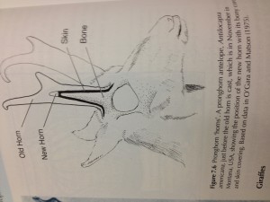 deer antler regeneration