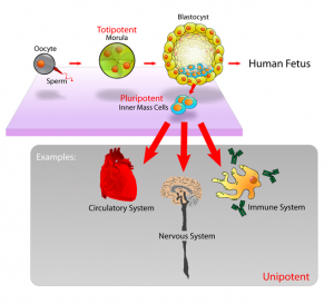 Stem Cell Potency Diagram