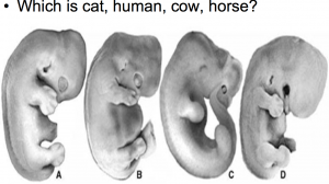 different types of animal fetuses