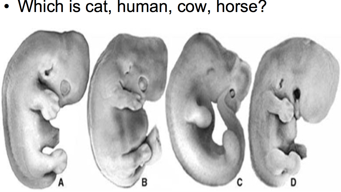Baby Development Compared To Animals