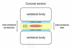 vertebral disk cartilage