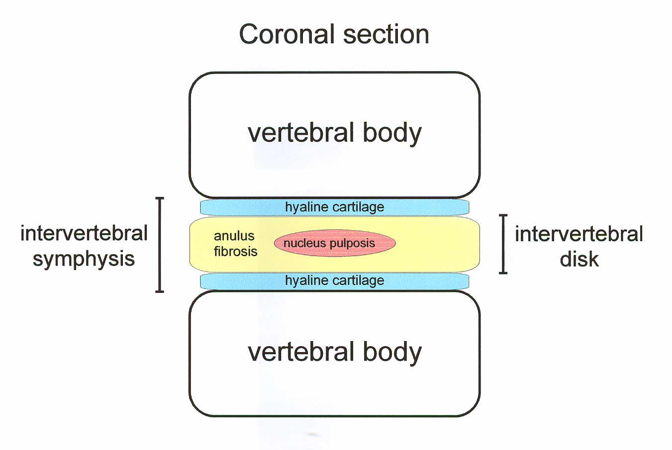 while the intervertebral disk consists of only the…