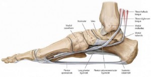 Cuboid-bone-5