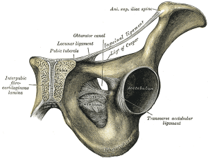 Pubis Bone