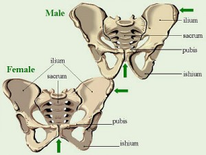 pelvis