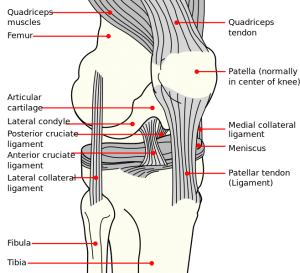 Knee_diagram.svg