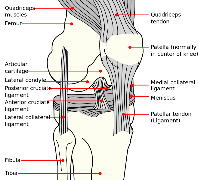 Total Knee Replacement Surgery And Articular Cartilage