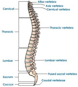 human-spinal-column-structure