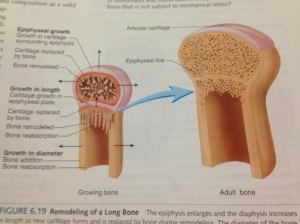 Articular Cartilage Location