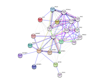igf2-gh1 interactions