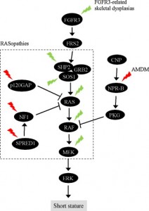 Another FGFR3 pathway