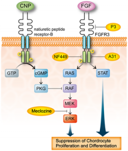 FGFR3 signaling