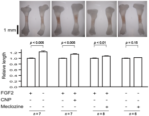 meclozine longitudinal bone growth