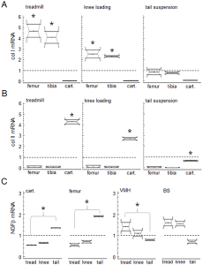 mrna of Collagen I and II