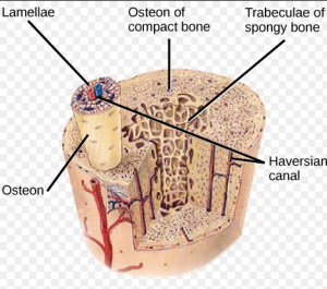 Decalcification of Bone Layer