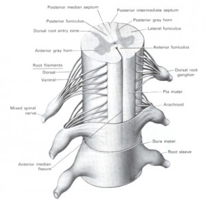 Neural Tissue Thickness