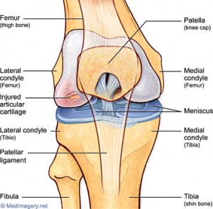 Articular Cartilage