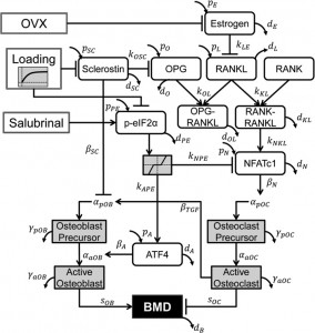 Loading BMD