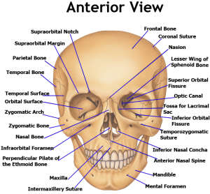 Facial Bones