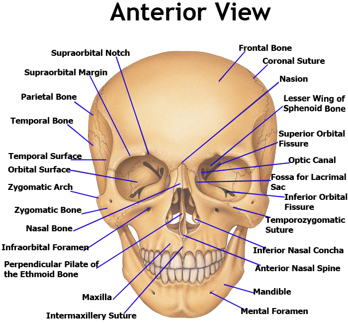 Facial Bones Of The Skull 82