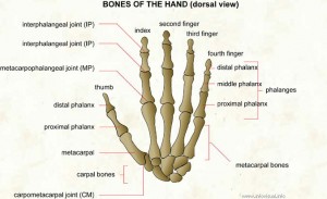 027 Bones of the hand (dorsal view)