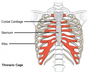 Growth Plate Closure