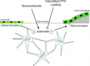 Sclerostin Inhibitor