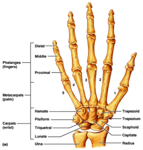 hand bones