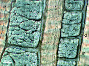 hydrated lamellar section