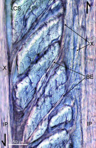 interlamellar tangential stretching