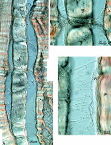 intramellar section subjected to radial stretching