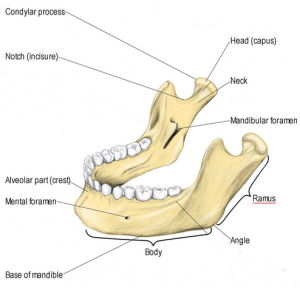 Mandibular Condyle