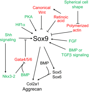 SOX9pathway