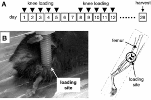 lengthening of mousehindlimbs