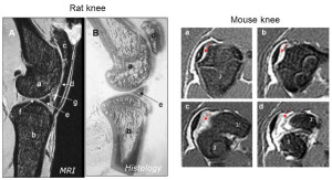 mouse and rat knee