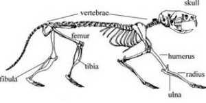 mouse skeleton