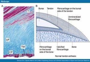 tendon enthesis