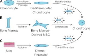 bonemarrowchondrodifferentiation