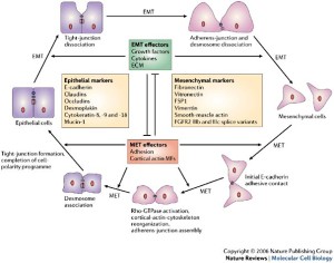 mesenchymal-epithelial transition