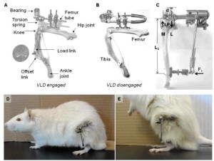 loaded rats