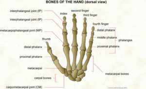 The InfoVisual.info site uses images to explain objects.