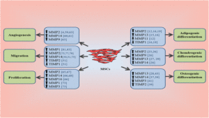 mmp-differentiation-regulation